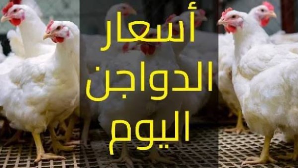 بورصة الدواجن اليوم السبت 11 يوليو 2026. 4 FGH3